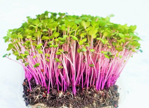 Growing process